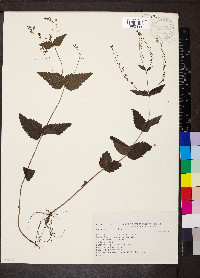 Veronica urticifolia image