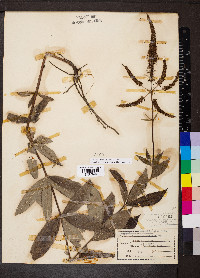 Veronicastrum virginicum image