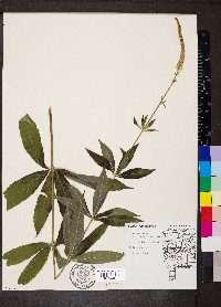 Veronicastrum virginicum image