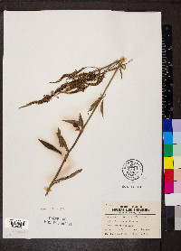 Veronicastrum virginicum image