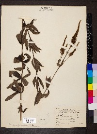 Veronicastrum virginicum image