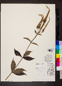 Veronicastrum virginicum image