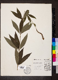 Veronicastrum virginicum image