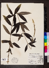 Veronicastrum virginicum image