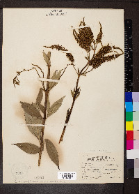 Veronicastrum virginicum image