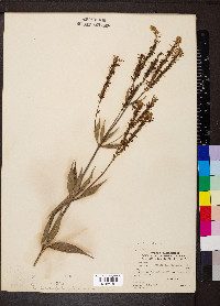 Veronicastrum virginicum image