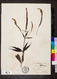 Veronicastrum virginicum image