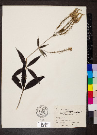 Veronicastrum virginicum image