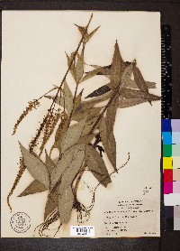 Veronicastrum virginicum image