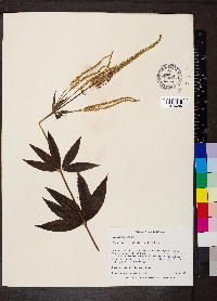 Veronicastrum virginicum image