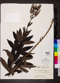 Veronicastrum virginicum image