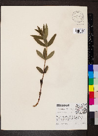 Veronicastrum virginicum image