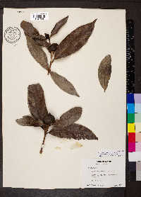 Alibertia edulis image