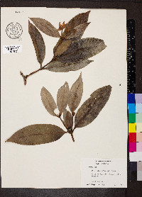 Alibertia edulis image