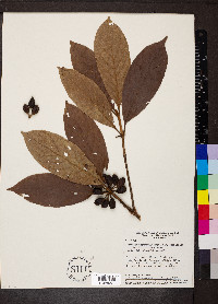 Amaioua intermedia image