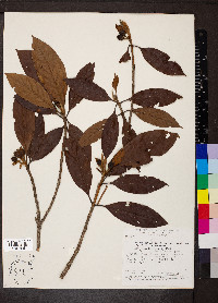 Amaioua intermedia image
