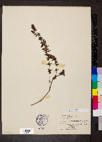 Anthospermum herbaceum image