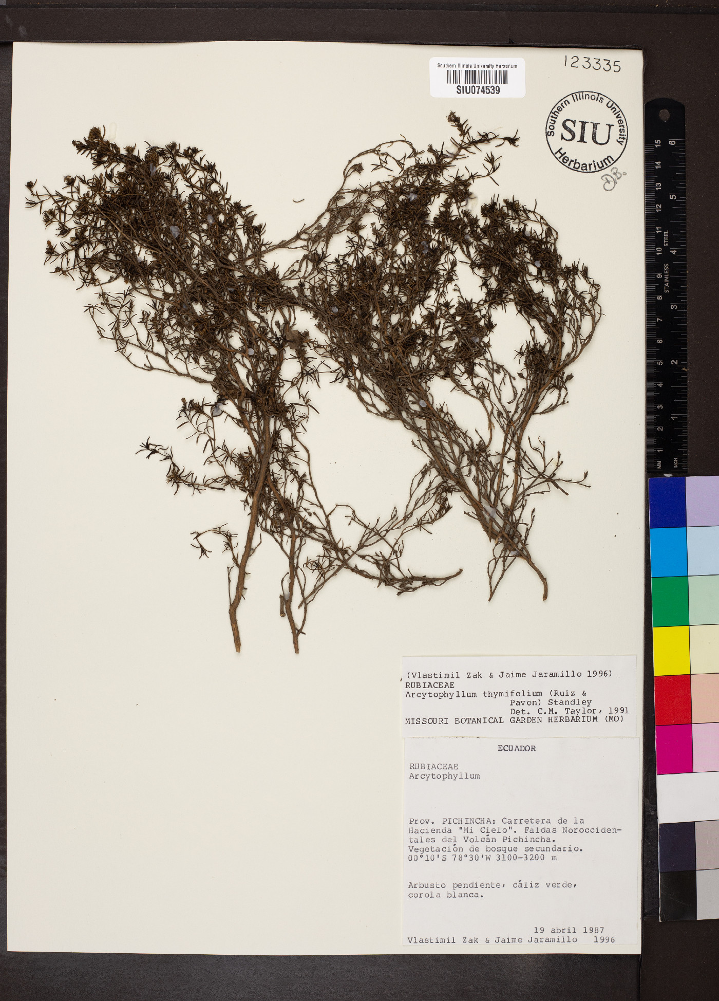 Arcytophyllum thymifolium image