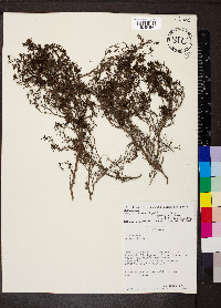 Arcytophyllum thymifolium image