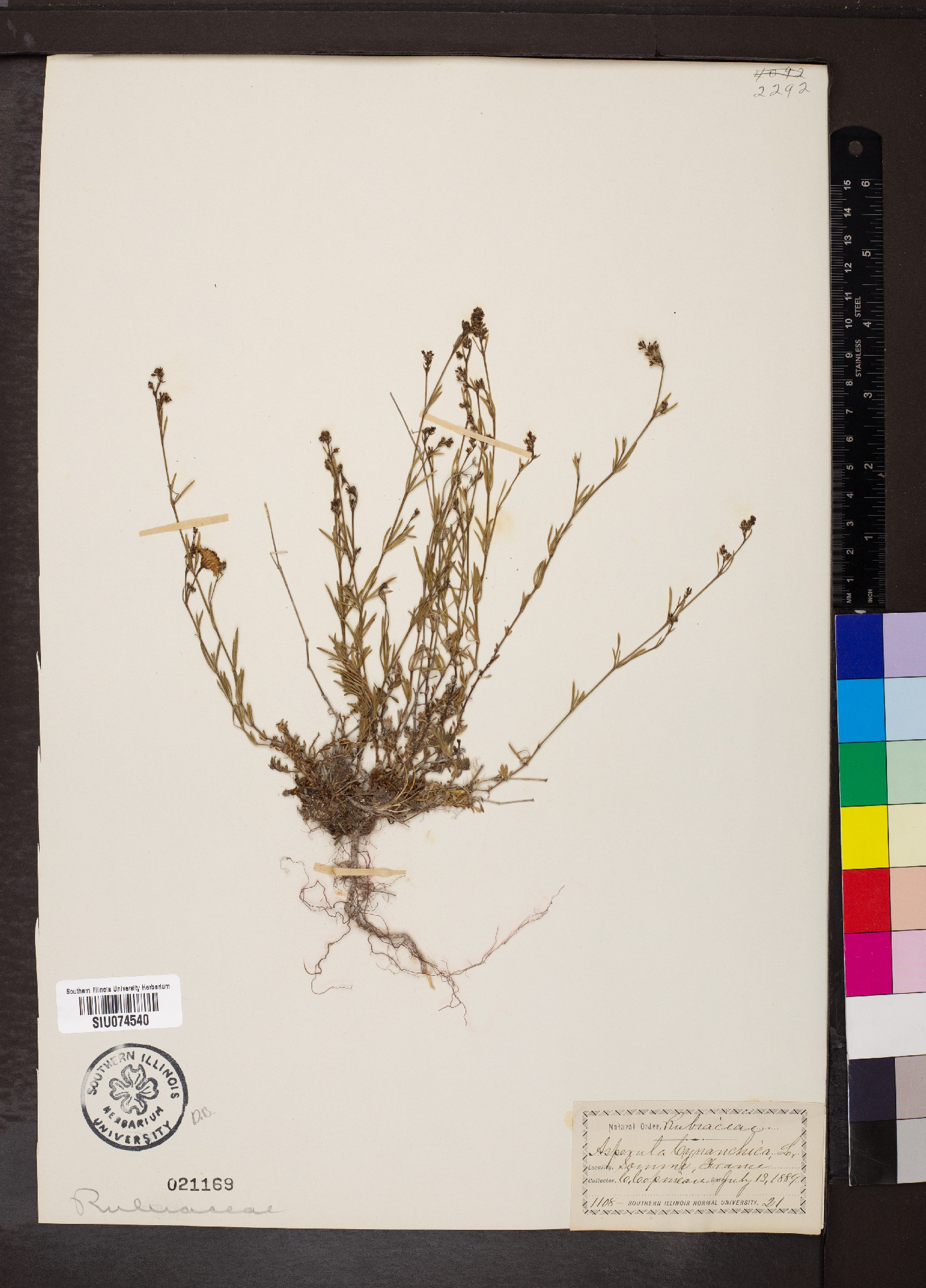 Asperula cynanchica image