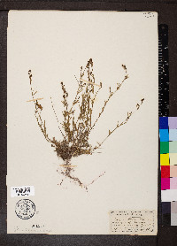 Asperula cynanchica image