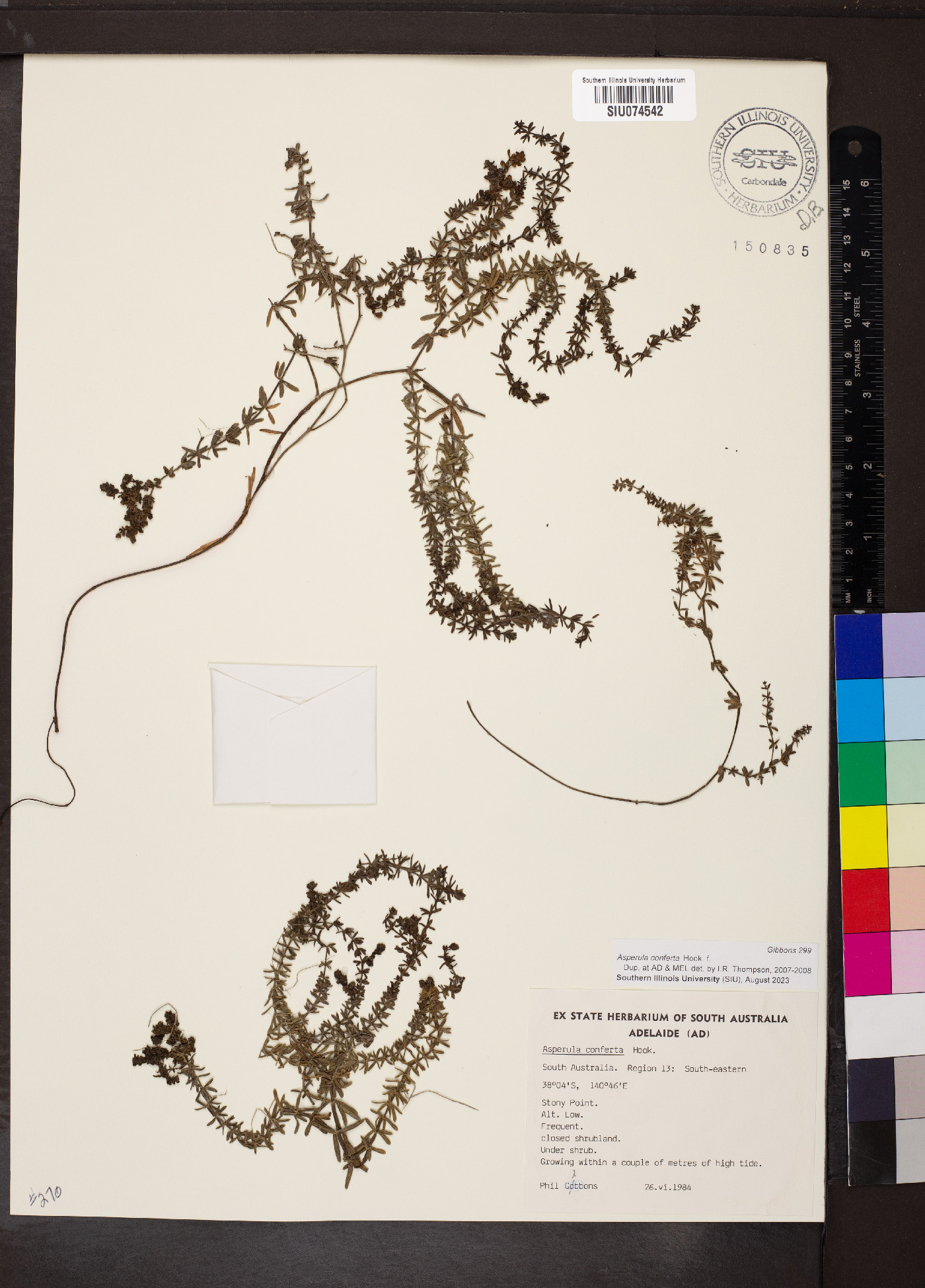 Asperula conferta image