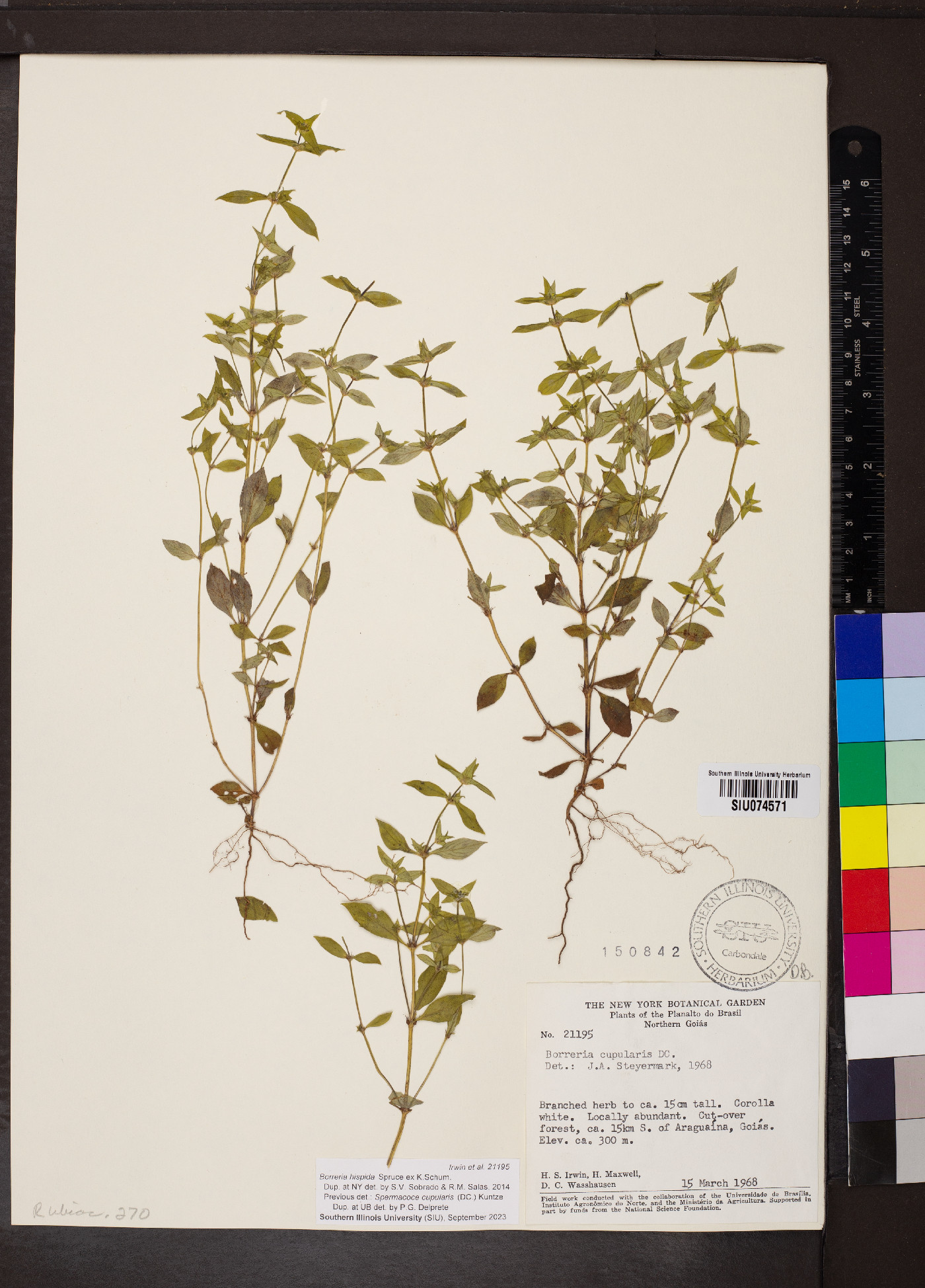 Spermacoce neohispida image