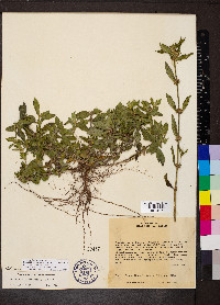 Borreria latifolia image