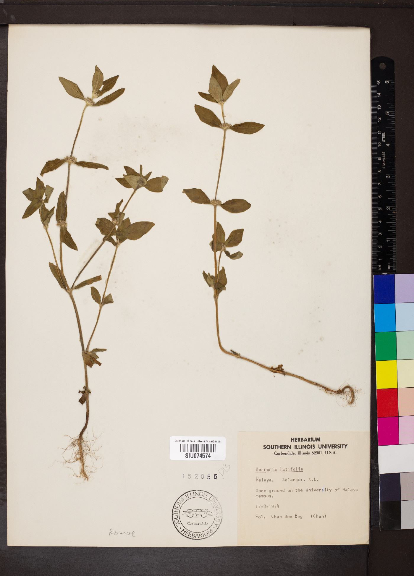 Borreria latifolia image