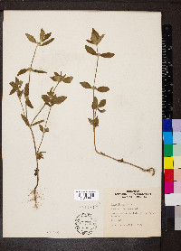 Borreria latifolia image