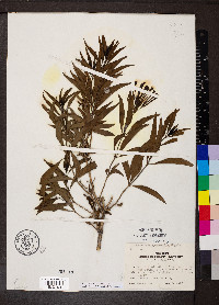 Bouvardia ternifolia image