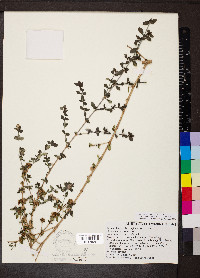 Buchozia japonica image