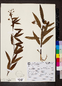 Cephalanthus glabratus image