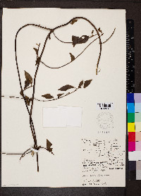 Chiococca alba image