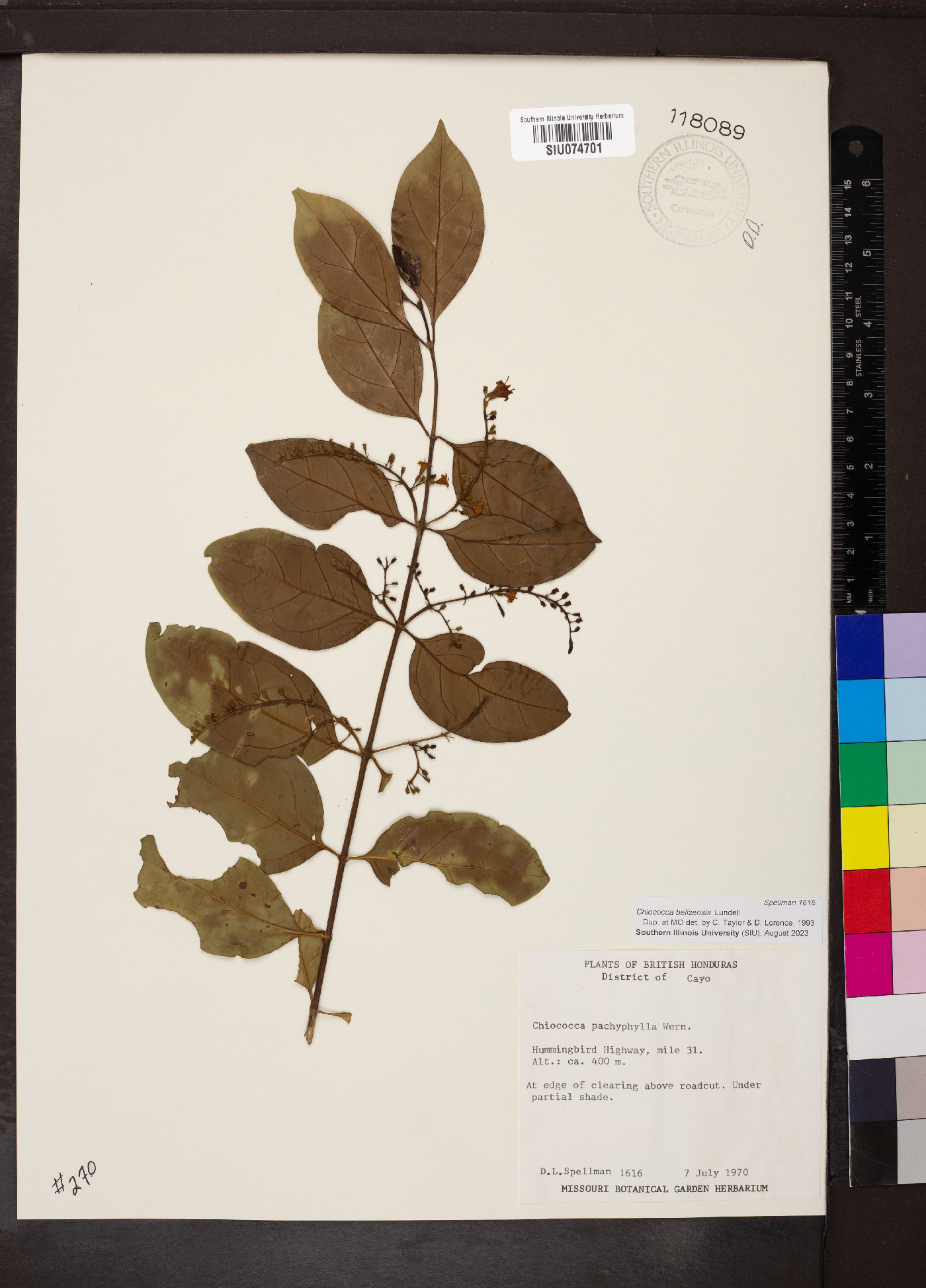 Chiococca belizensis image