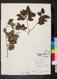 Chomelia paniculata image