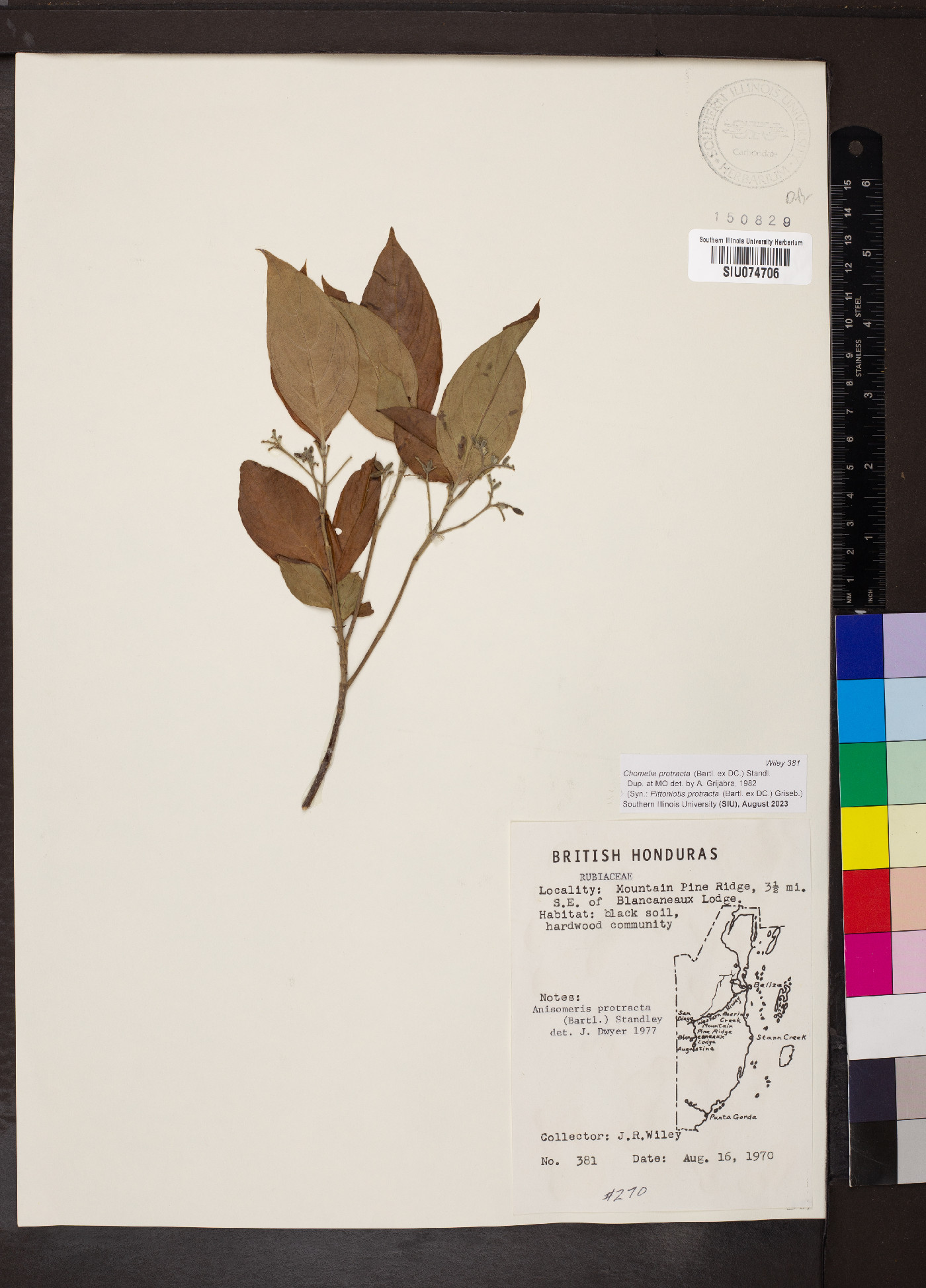 Chomelia protracta image