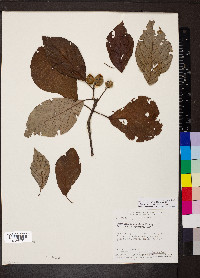 Guettarda viburnoides image