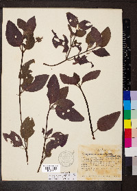 Coccocypselum aureum image
