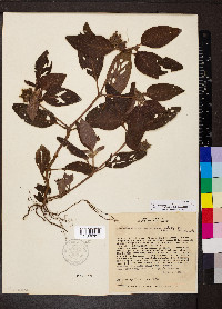 Coccocypselum aureum image