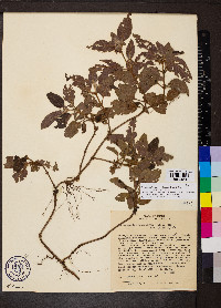 Coccocypselum aureum image