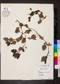 Coccocypselum herbaceum image