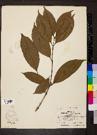 Coffea arabica image