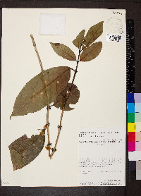 Coffea arabica image