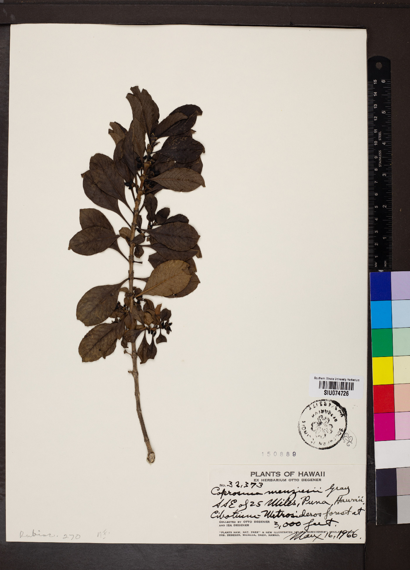 Coprosma menziesii image
