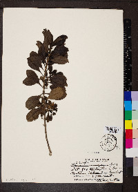 Media resource of Coprosma menziesii