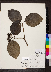 Coussarea platyphylla image