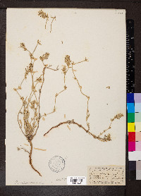 Media resource of Crucianella maritima