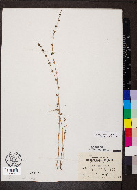 Galium virgatum image
