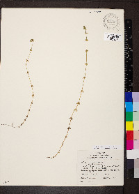 Cruciata pedemontana image